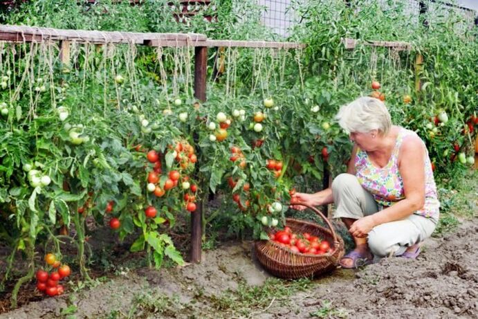 Sodo pomidorai nuo varikozinių venų